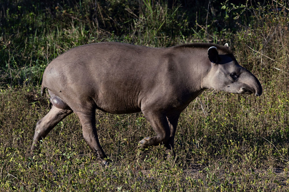 Brazilian Tapir Tapirus terrestris Photo by D. Ascanio